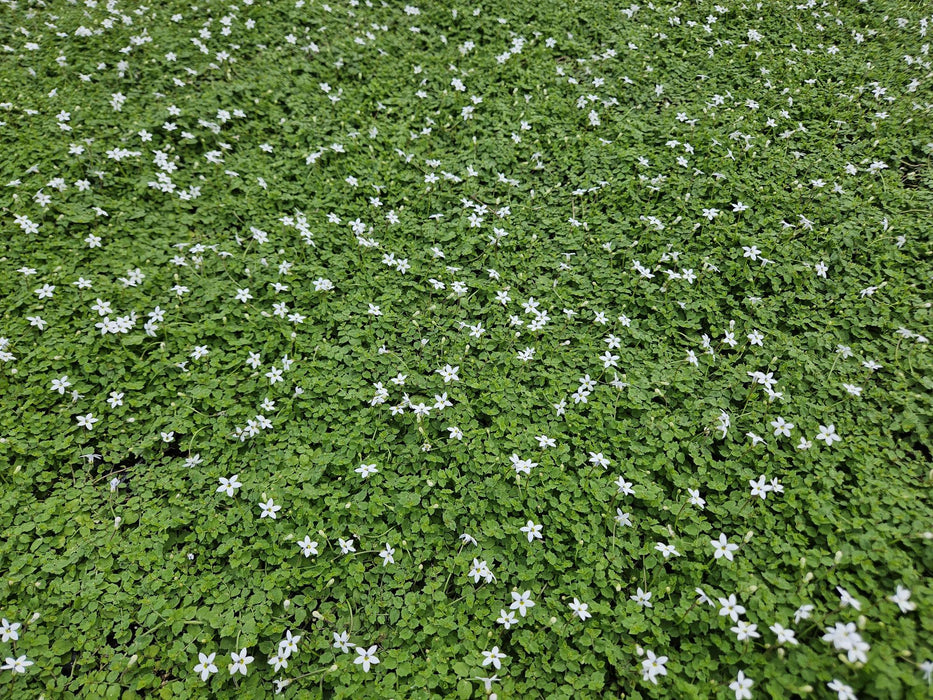 Isotoma Fluviatilis 'Alba' - Blauwe Grondkruiper - ↕10-25cm - Ø9cm - 60x