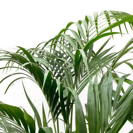Kentia Palm - ↕180cm - Ø21-25cm