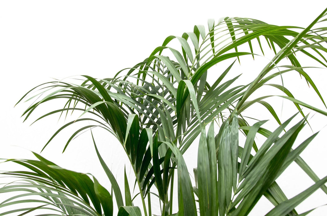 Kentia Palm - ↕180cm - Ø21-25cm