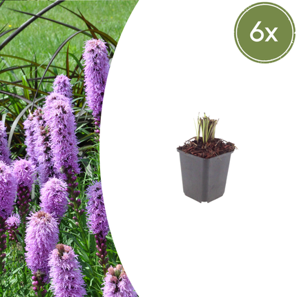Liatris spicata - Radice di serpente nodosa - ↕10-25cm - Ø9cm - 6x