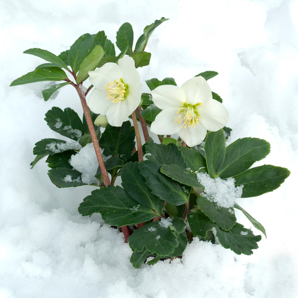 Helleborus niger ‘Christmas Carol’ - Kerstroos - ↕20cm - Ø7cm - 48x