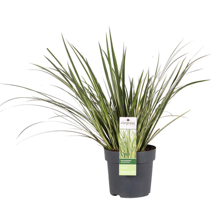 Acorus Gramineus 'Argenteostriatus' - Dwergkalmoes - ↕30cm - Ø14cm