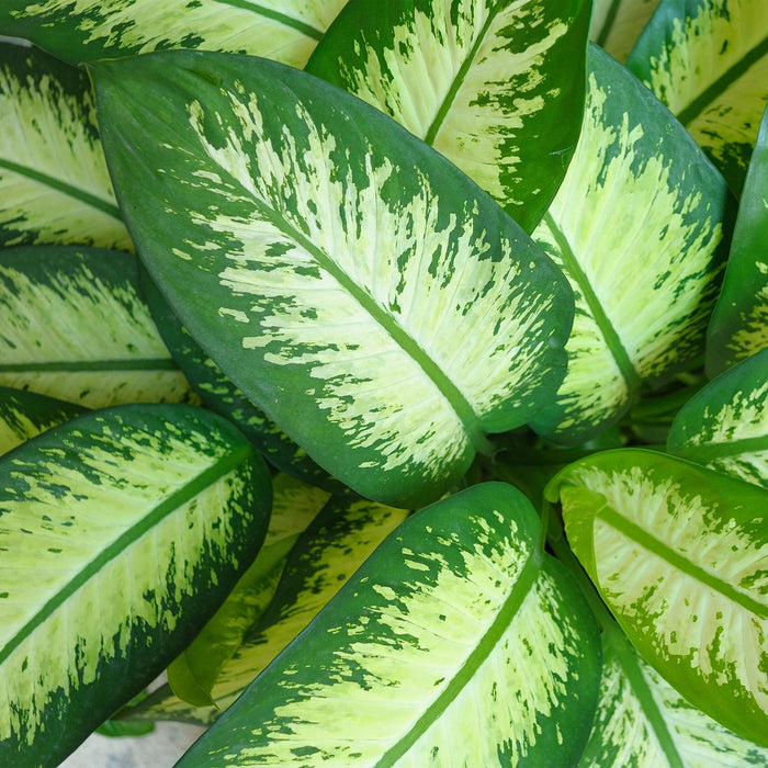Dieffenbachia Tropic Snow - met witte plantenpotten - ↕90-100cm - Ø21cm