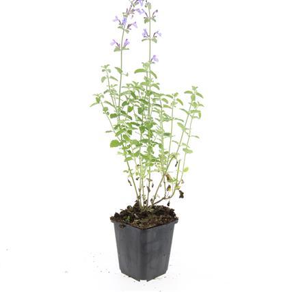 Nepeta 'Walker's Low' - Kattenkruid - ↕10-25cm - Ø9cm - 24x