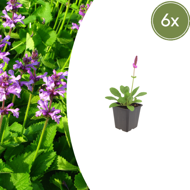 Stachys monieri 'Hummelo' - Betonie - ↕10-25cm - Ø9cm - 6x