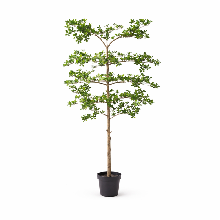 Kunstplant Bucida - ↕200cm