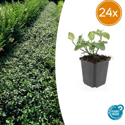 Euonymus fortunei 'Coperta di freccette' - Cappello del cardinale - ↕10-25cm - Ø9cm - 24x