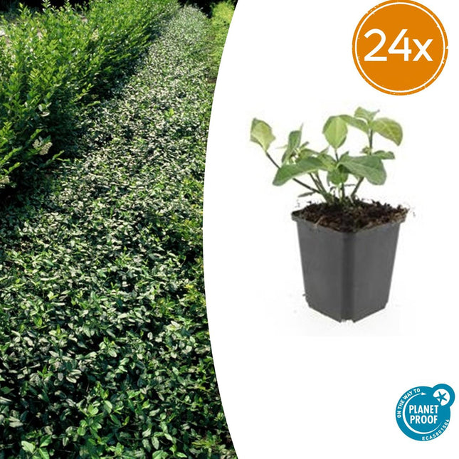 Euonymus fortunei 'Coperta di freccette' - Cappello del cardinale - ↕10-25cm - Ø9cm - 24x