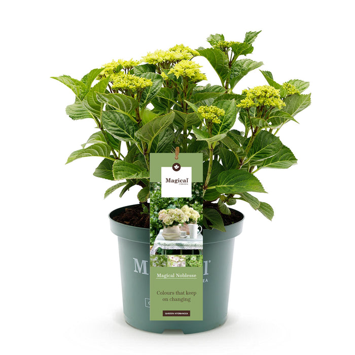 Terrasplant - Hortensia - Hydrangea Magical Nobless - Wit - 6-10 Bloemen - Pot 23cm Hoogte 55cm