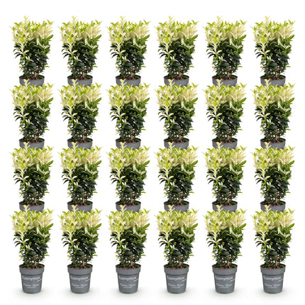 Euonymus japonica Paloma Blanca - Kardinaalsmuts - 24x Haagplanten - Groenblijvend - Groen - Wit - Pot 9cm - Hoogte 20-30cm