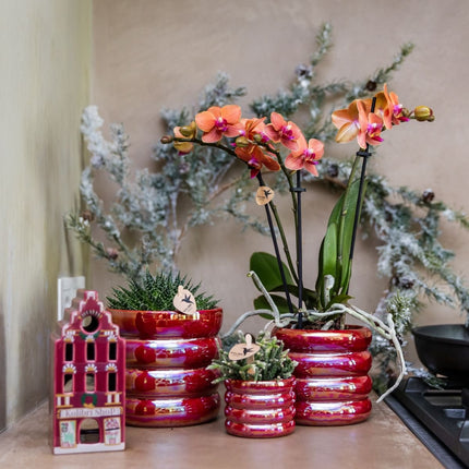 Kolibri Orchids | Plantenset Glow Rood - Rode Phalaenopsis Orchidee Blossom Congo & 2 Succulenten