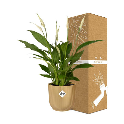 Spathiphyllum 12cm Torelli in elho Vibes Fold Ø14cm yellow