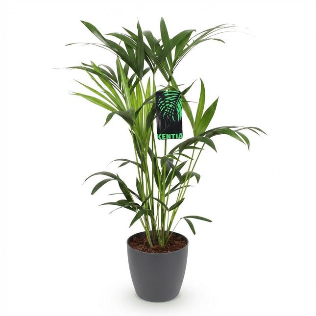 Howea Forsteriana - Palma Kentia - con vaso grigio - ↕80-85cm - Ø19cm
