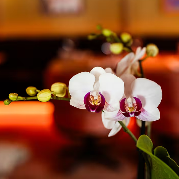 Kolibri Orchids | Giftset Large White | Gibraltar orchidee Ø9cm + groene planten – incl. sierpotten, standaard & rieten dienblad – vers van de kweker