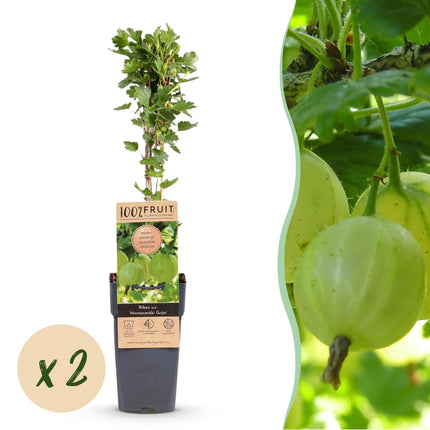 Ribes uva-crispa Hinnonmäki Grün - Kruisbes - Winterhard - Groene Bes - 2 Planten - Pot 15cm - Hoogte 50cm