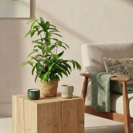 Dracaena surculosa - Drago - ↕60-70cm - Ø17cm