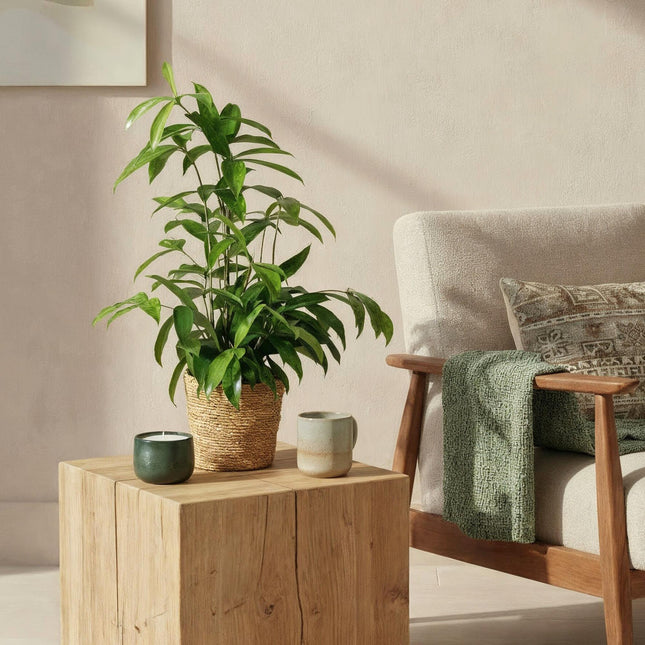 Dracaena surculosa - Dragetræ - ↕60-70cm - Ø17cm