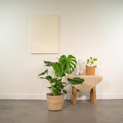 Monstera Deliciosa met mand Selin - ↕80cm - Ø21cm