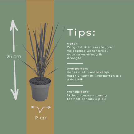 Panicum virgatum ‘Northwind’ – Vingergras - Ø12cm - 6x