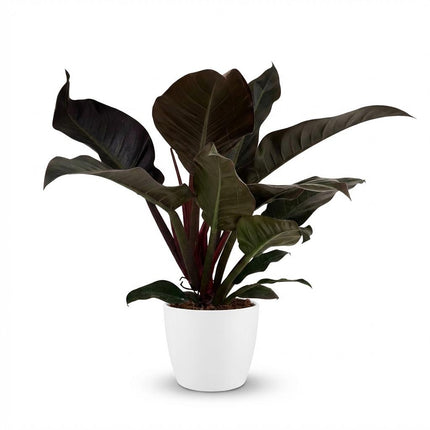 Philodendron Imperial Red - met witte pot - ↕60cm - Ø19cm