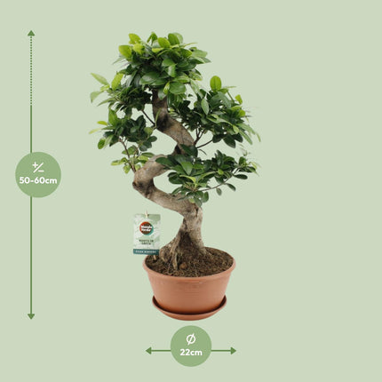 Ficus Ginseng - ↕60cm - Ø22cm