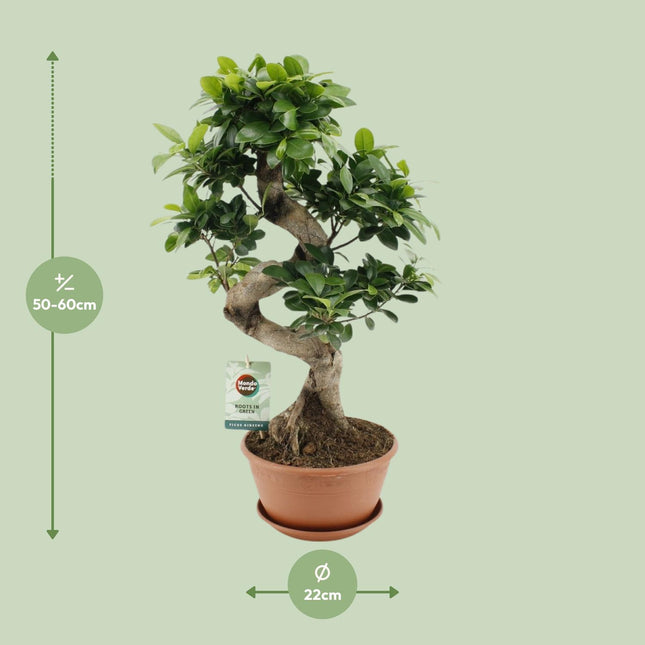 Ficus Ginseng - ↕60cm - Ø22cm