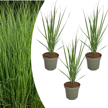 Panicum virgatum ‘Northwind’ – Vingergras - Ø12cm - 3x