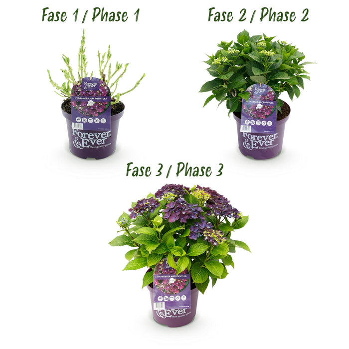 Terrasplant - Hortensia - Hydrangea Forever & Ever - Paars - 7-12 Bloemen - Pot 23cm Hoogte 55cm