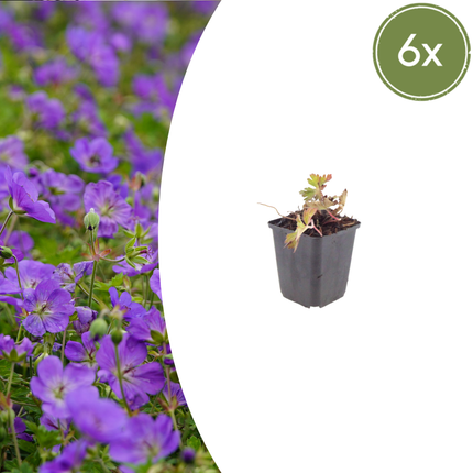 Geranium 'Azure Rush' - Żurawik - ↕10-25cm - Ø9cm - 6x
