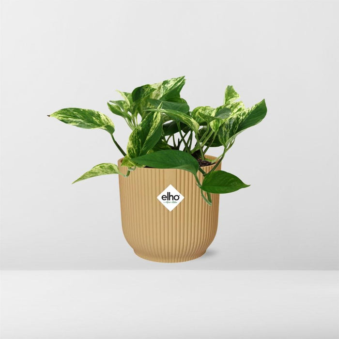 Scindapsus (Epipremnum) Marble Queen in elho Vibes Fold Ø14cm geel