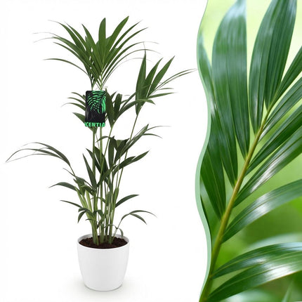 Howea Forsteriana - Kentia-Palme - mit weißem Übertopf - ↕120-130cm - Ø21cm