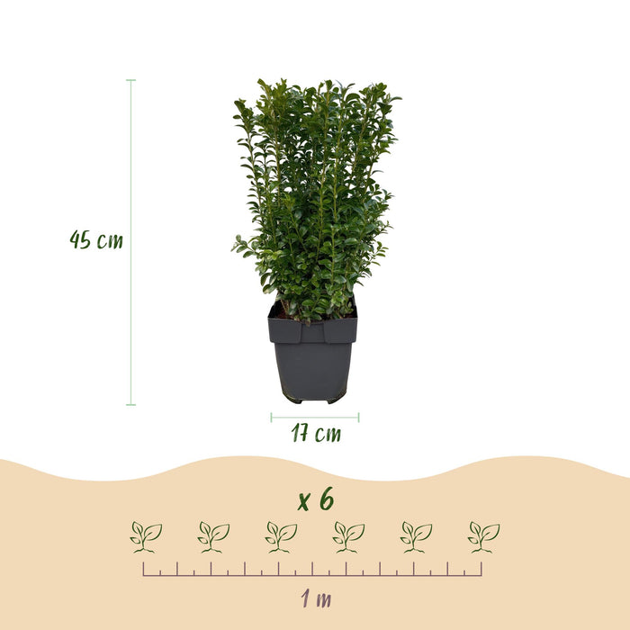 Haagplanten - Buxus sempervirens -  blad groen - 6 planten - 1 strekkende meter - groenblijvend - pot 17cm hoogte 45cm