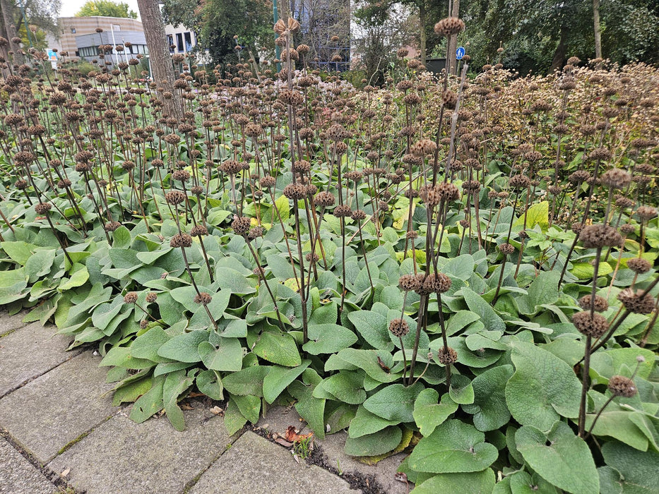 Phlomis Russeliana - Brandkruid - ↕10-25cm - Ø9cm - 20x