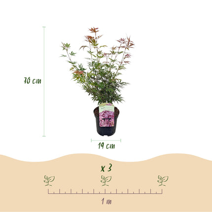 Japansk lönn - Acer palmatum Jerre Swarts - Mörkröd - ↕70cm - Ø19cm