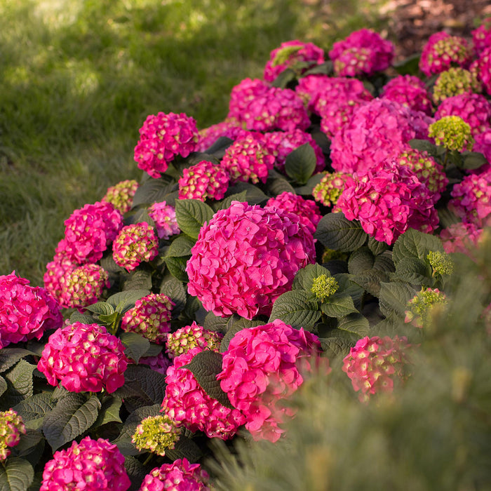 Hydrangea Endles Summer Summer Love Red - Hortensia - Rood - ↕20-25cm - Ø14cm - 8x