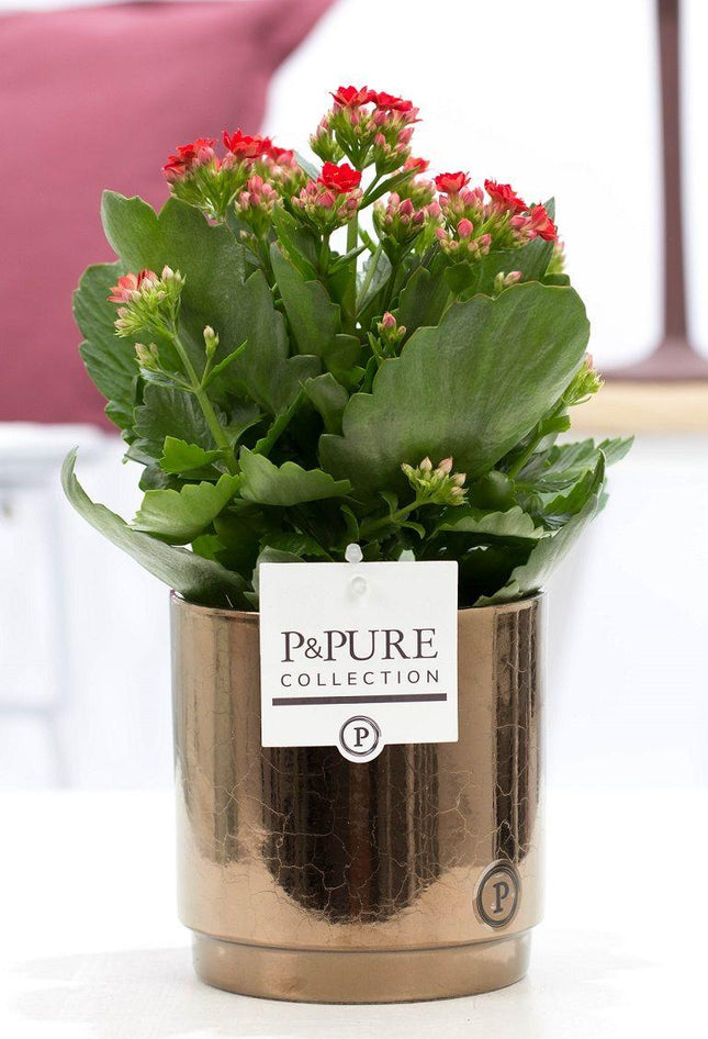 Kalanchoe Rojo En P&PURE Juliette Ceramics Bronce Dorado - Ø12cm - ↕27cm