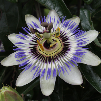 Passiflora caerulea (Passiebloem) 6x – P9 pot – exotische bloeiende klimplant