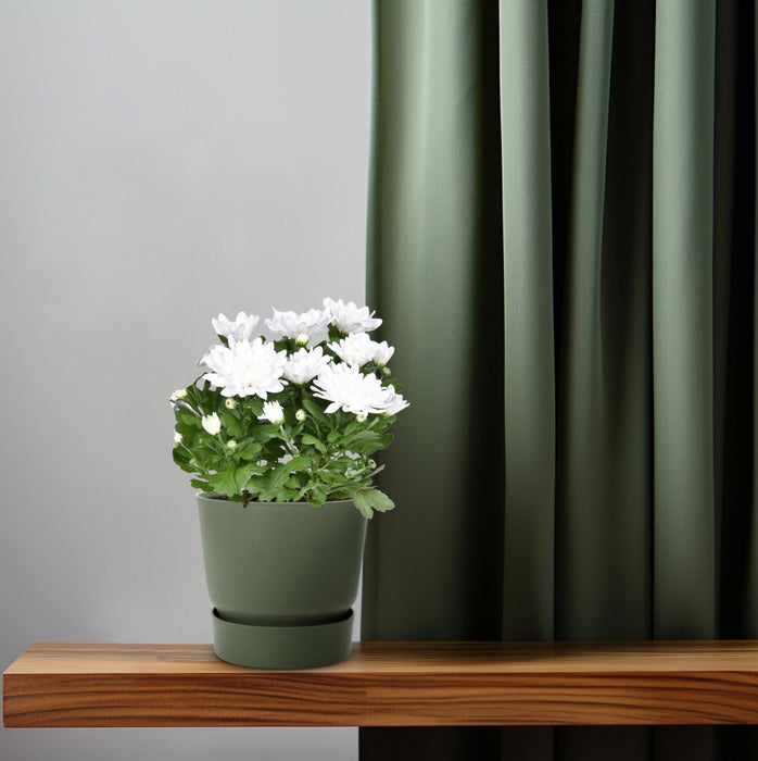 Chrysanthemum Brave - ↕26cm - Ø12cm