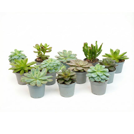 Set di piante grasse miste - in vasi da 6 cm ↕8–12 cm - 12x