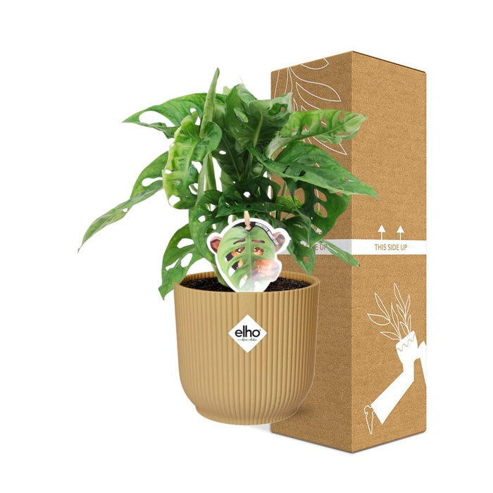 Monstera ‘Monkey Leaf’ in elho Vibes Fold Ø14cm geel