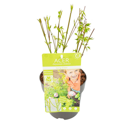 Acer Palmatum 'Going Green' - klon palmowy - ↕50cm - Ø15cm