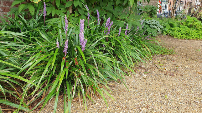Liriope muscari 'Ingwersen' - ↕10-25cm - Ø9cm - 48x
