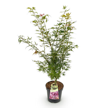 Acer palmatum Jerre Swarts - Japanse Esdoorn - Oranje-Rood - ↕90cm - Ø26cm