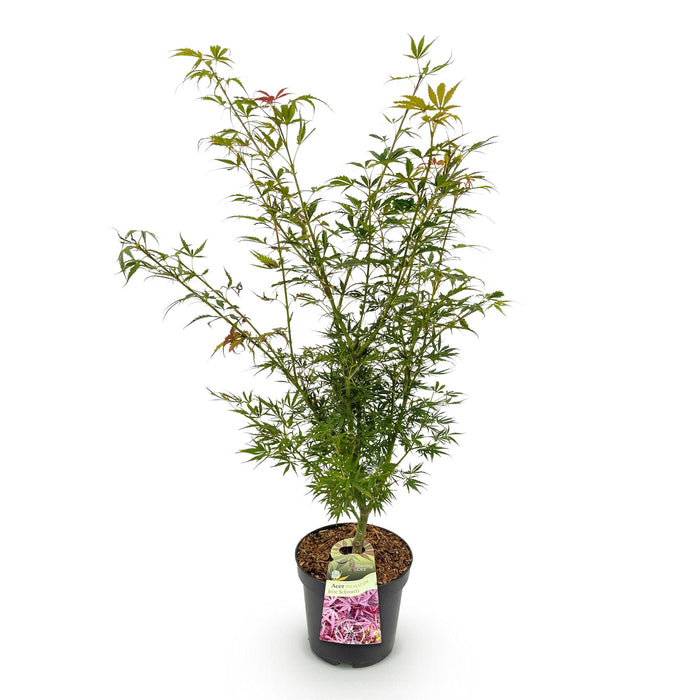 Acer palmatum Jerre Swarts - Japanse Esdoorn - Bladverliezend - Oranje-Rood - 1 - Pot 26cm - Hoogte 90cm
