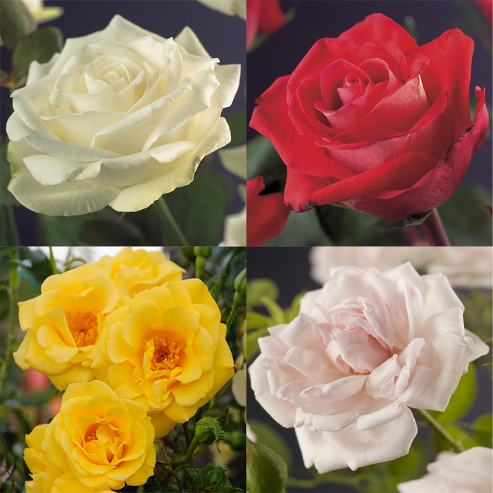 Klimroos - Rosa Rainbow - Bloemen Roze Wit Geel Rood - Weinig onderhoud - 4 planten - Pot 11cm Hoogte 40cm