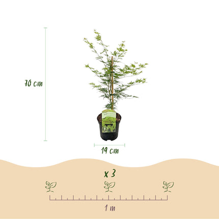 Arce japonés - Acer palmatum Emerald Lace - Verde - ↕70cm - Ø19cm