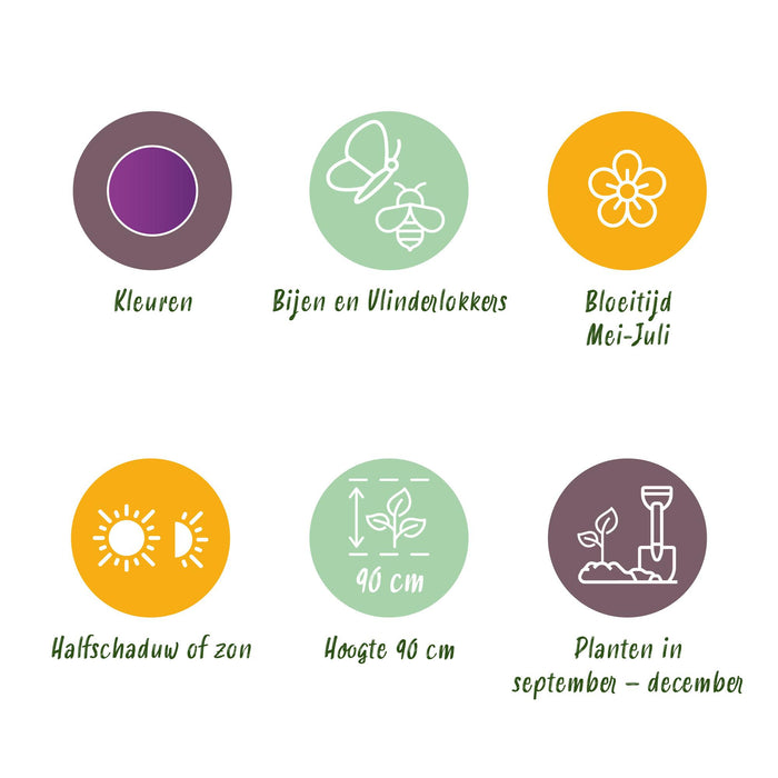Bloembollen - Allium Purple Rain - Kleur Paars - 40 stuks - Bolmaat 10/12