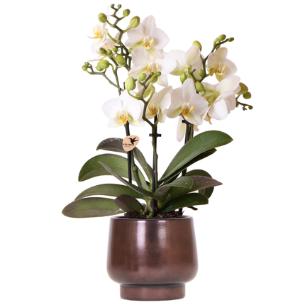 Orchidee Kolibri | Vaso in rame scandinavo Ø9cm con orchidea bianca di Losanna