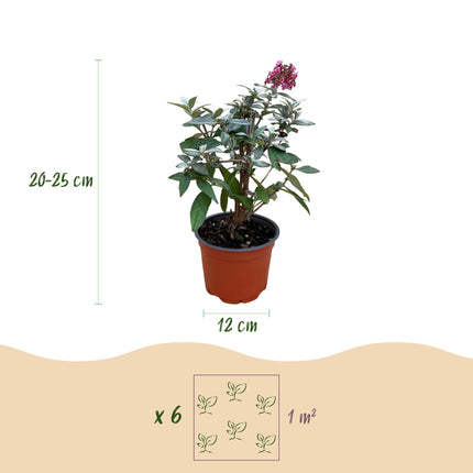 Buddleja davidii Butterfly Candy Little Ruby - Sommerfuglebusk - Kompakt - Rød - ↕20-25cm - Ø12cm - 3x