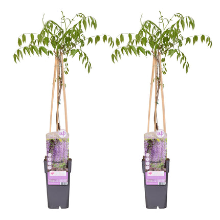 Wisteria floribunda 'Naga Noda' - Glicina azul - ↕65cm - Ø15cm - 2x